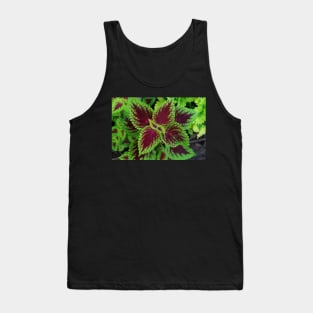 Red and green coleus plant leaves Tank Top